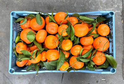 Foto Clementini Varietà Sigal Origine Portogallo Marchio Frutas y  Verduras         3
